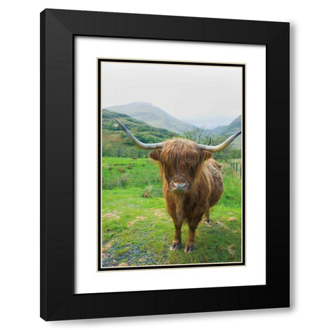 Scottish Highland Cattle VI Black Modern Wood Framed Art Print with Double Matting by Majchrowicz, Alan