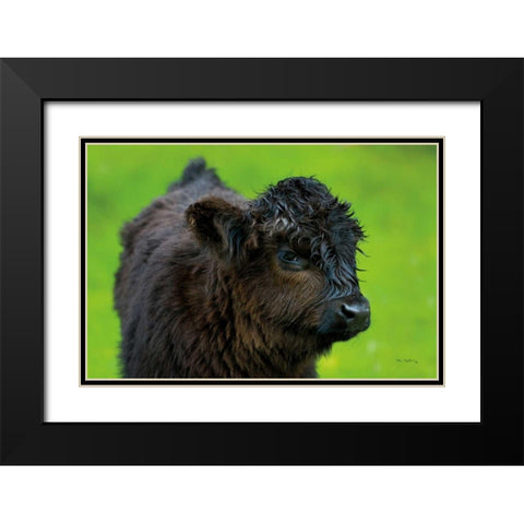Scottish Highland Cattle XI Black Modern Wood Framed Art Print with Double Matting by Majchrowicz, Alan