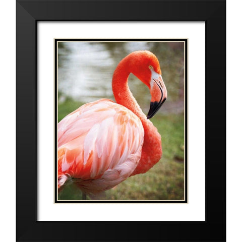 Flamingo I Black Modern Wood Framed Art Print with Double Matting by Van Swearingen, Debra
