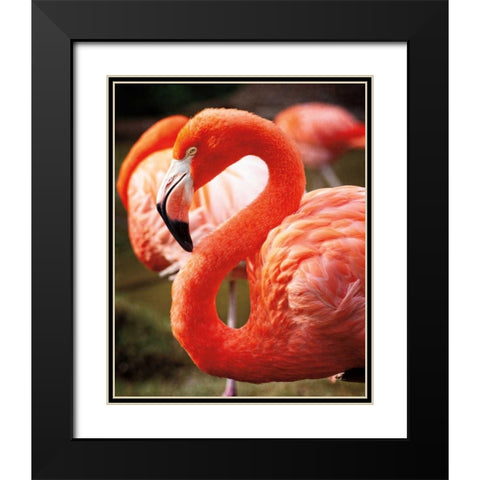 Flamingo III Black Modern Wood Framed Art Print with Double Matting by Van Swearingen, Debra