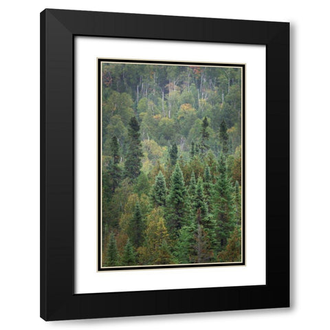 Superior National Forest IV Black Modern Wood Framed Art Print with Double Matting by Majchrowicz, Alan