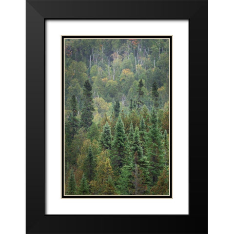 Superior National Forest IV Black Modern Wood Framed Art Print with Double Matting by Majchrowicz, Alan