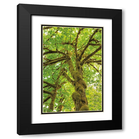 Big Leaf Maple Trees IV Black Modern Wood Framed Art Print with Double Matting by Majchrowicz, Alan