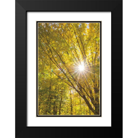 Autumn Foliage Sunburst I Black Modern Wood Framed Art Print with Double Matting by Majchrowicz, Alan