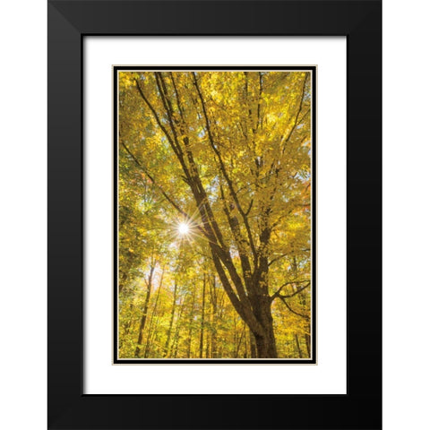 Autumn Foliage Sunburst II Black Modern Wood Framed Art Print with Double Matting by Majchrowicz, Alan