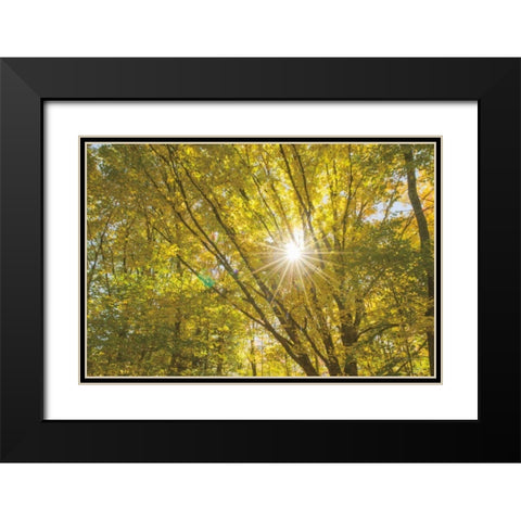 Autumn Foliage Sunburst V Black Modern Wood Framed Art Print with Double Matting by Majchrowicz, Alan