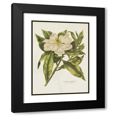 Herbal Botanical II Flower Black Modern Wood Framed Art Print with Double Matting by Wild Apple Portfolio
