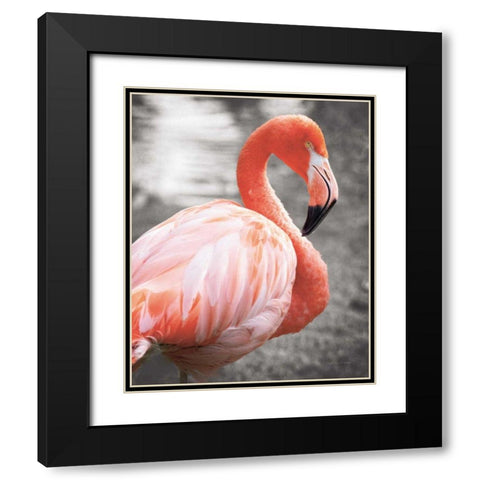 Flamingo I on BW Black Modern Wood Framed Art Print with Double Matting by Van Swearingen, Debra