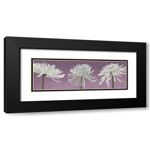Morning Chrysanthemums V Lavender Black Modern Wood Framed Art Print with Double Matting by Lovell, Kathrine