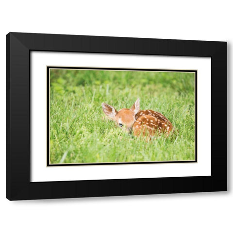 A Fawn Black Modern Wood Framed Art Print with Double Matting by Aledanda