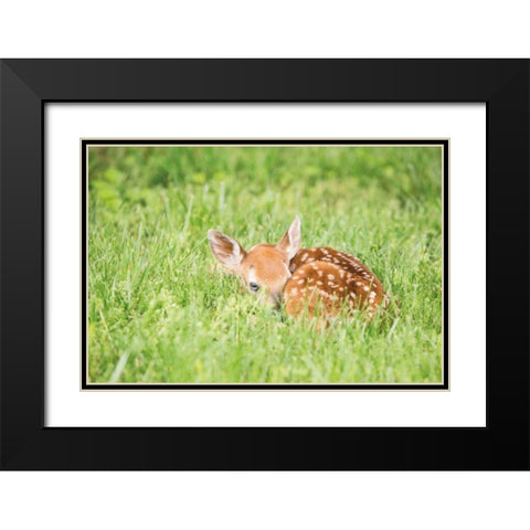 A Fawn Black Modern Wood Framed Art Print with Double Matting by Aledanda
