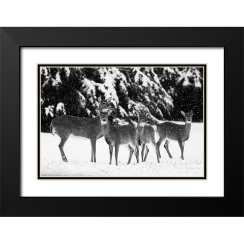 The Herd Black Modern Wood Framed Art Print with Double Matting by Aledanda