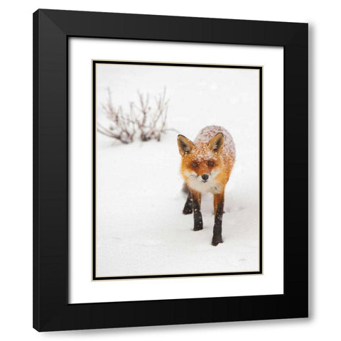 Red Fox III Black Modern Wood Framed Art Print with Double Matting by Aledanda