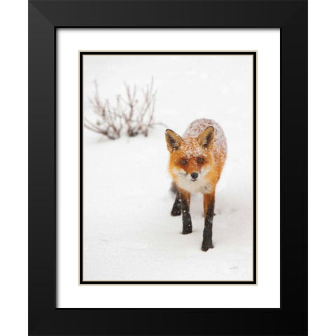 Red Fox III Black Modern Wood Framed Art Print with Double Matting by Aledanda