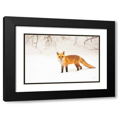 Red Fox IV Black Modern Wood Framed Art Print with Double Matting by Aledanda