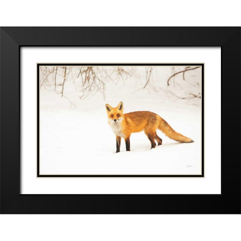 Red Fox IV Black Modern Wood Framed Art Print with Double Matting by Aledanda