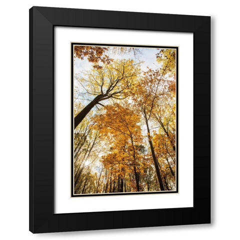 Towering Trees II Black Modern Wood Framed Art Print with Double Matting by Aledanda