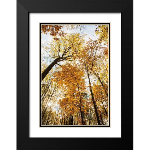 Towering Trees II Black Modern Wood Framed Art Print with Double Matting by Aledanda