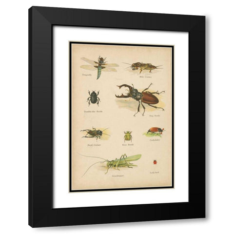 Natural History Book IV Black Modern Wood Framed Art Print with Double Matting by Wild Apple Portfolio