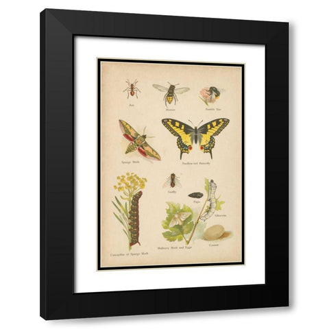 Natural History Book VI Black Modern Wood Framed Art Print with Double Matting by Wild Apple Portfolio