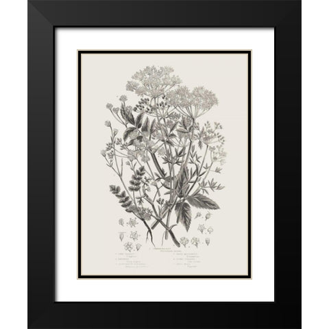 Flowering Plants I Neutral Black Modern Wood Framed Art Print with Double Matting by Wild Apple Portfolio