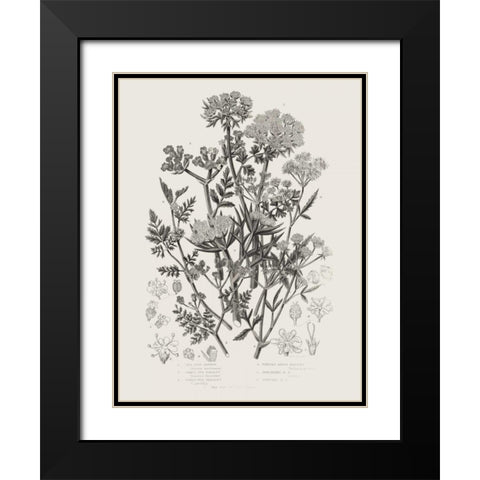 Flowering Plants IV Neutral Black Modern Wood Framed Art Print with Double Matting by Wild Apple Portfolio