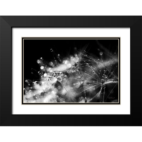 Dandelion Abstract II Black Modern Wood Framed Art Print with Double Matting by Marshall, Laura