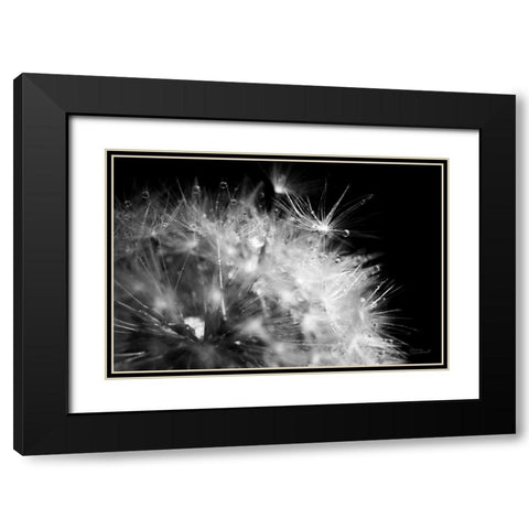Dandelion Dewdrops I Black Modern Wood Framed Art Print with Double Matting by Marshall, Laura