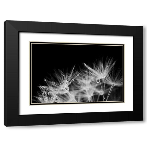 Dandelion Dewdrops II Black Modern Wood Framed Art Print with Double Matting by Marshall, Laura
