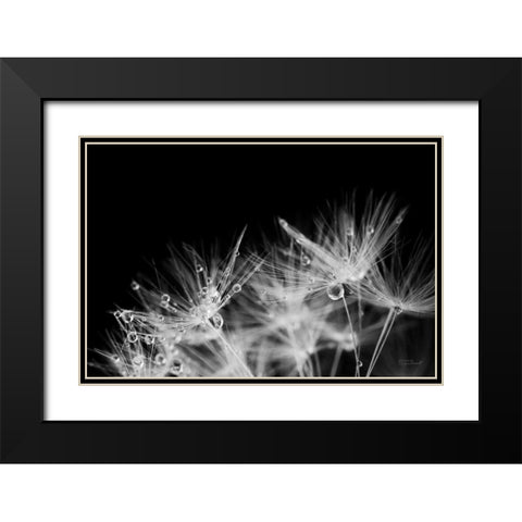 Dandelion Dewdrops II Black Modern Wood Framed Art Print with Double Matting by Marshall, Laura