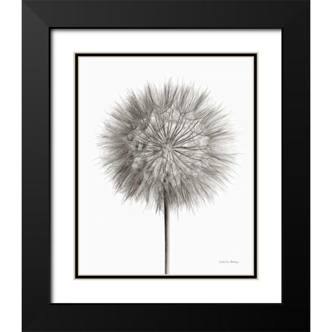 Dandelion Fluff on White Black Modern Wood Framed Art Print with Double Matting by Van Swearingen, Debra