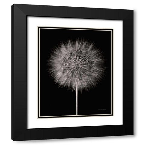 Dandelion Fluff on Black Black Modern Wood Framed Art Print with Double Matting by Van Swearingen, Debra