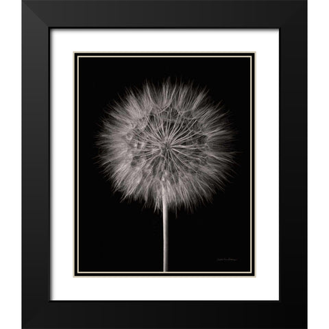 Dandelion Fluff on Black Black Modern Wood Framed Art Print with Double Matting by Van Swearingen, Debra