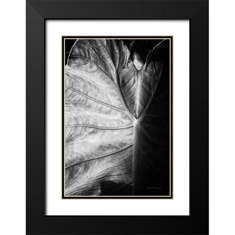 Elephant Ear I Black Modern Wood Framed Art Print with Double Matting by Van Swearingen, Debra