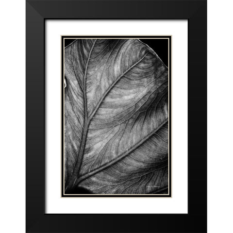 Elephant Ear II Black Modern Wood Framed Art Print with Double Matting by Van Swearingen, Debra