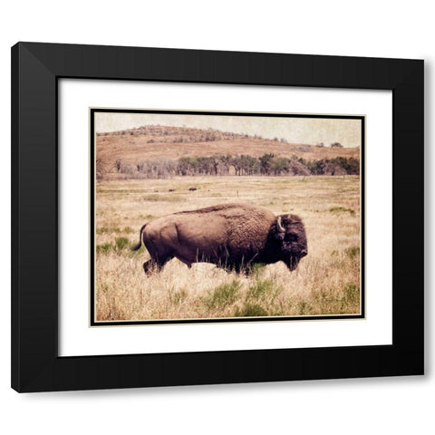 Buffalo I Black Modern Wood Framed Art Print with Double Matting by Van Swearingen, Debra