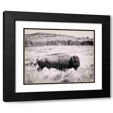 Buffalo I BW Black Modern Wood Framed Art Print with Double Matting by Van Swearingen, Debra