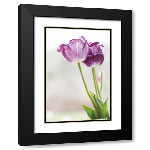 Tulip Time II Black Modern Wood Framed Art Print with Double Matting by Aledanda