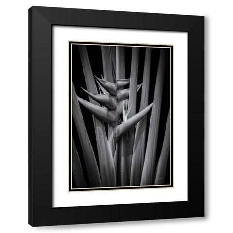 Tropical I Black Modern Wood Framed Art Print with Double Matting by Aledanda