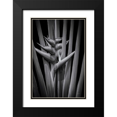 Tropical I Black Modern Wood Framed Art Print with Double Matting by Aledanda
