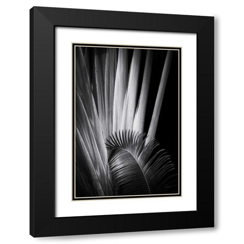 Tropical II Black Modern Wood Framed Art Print with Double Matting by Aledanda