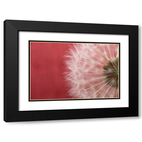 Dandelion on Red III Black Modern Wood Framed Art Print with Double Matting by Aledanda