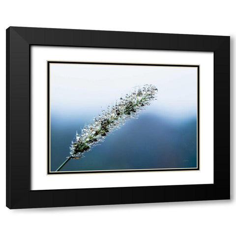 Seeds and Water III Black Modern Wood Framed Art Print with Double Matting by Aledanda