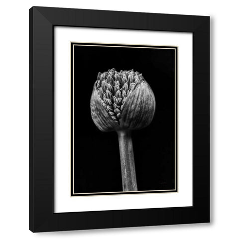 Allium I Black Modern Wood Framed Art Print with Double Matting by Aledanda