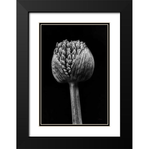 Allium I Black Modern Wood Framed Art Print with Double Matting by Aledanda