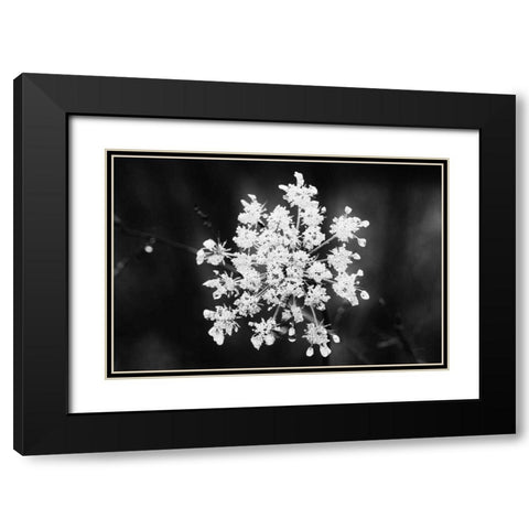 Diamond Brooch Black Modern Wood Framed Art Print with Double Matting by Aledanda