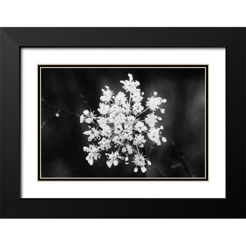 Diamond Brooch Black Modern Wood Framed Art Print with Double Matting by Aledanda