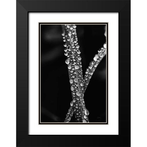 Water Droplets Black Modern Wood Framed Art Print with Double Matting by Aledanda