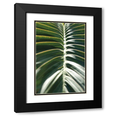 Palm Detail II Black Modern Wood Framed Art Print with Double Matting by Wild Apple Portfolio