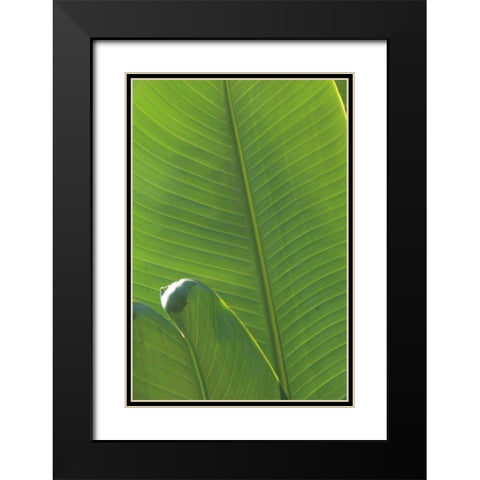 Palm Detail III Black Modern Wood Framed Art Print with Double Matting by Wild Apple Portfolio
